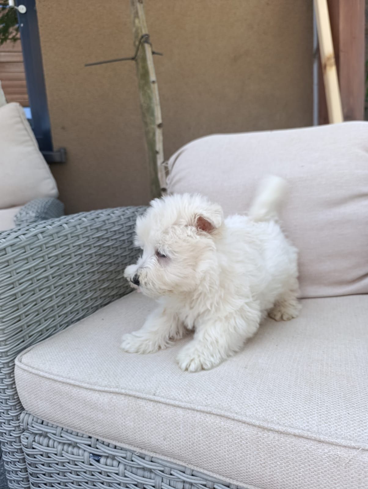 West Highland White Terrier
