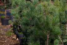 Sosna Limba (Pinus Cembra) wysokość 50-70 cm, z gruntu