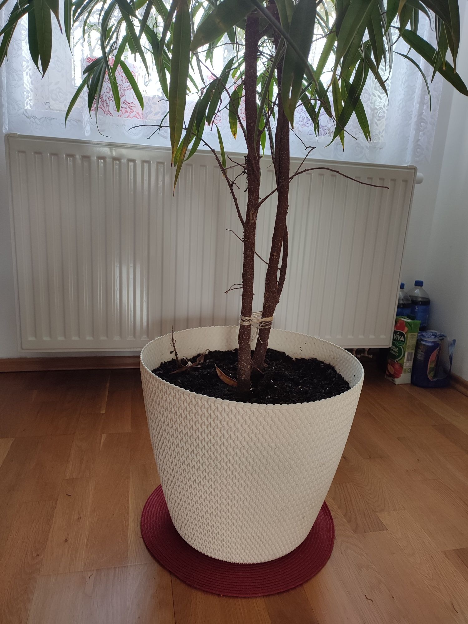 Fikus ALII Ficus - wąskolistny 230cm podwójny