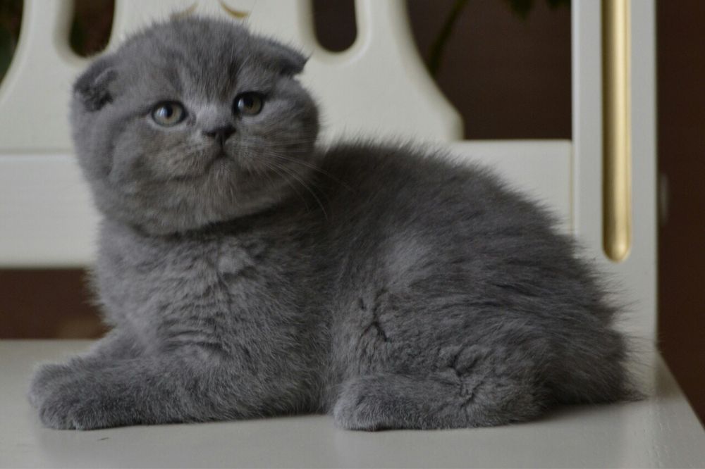 Scottish fold criados em ambiente  familiar