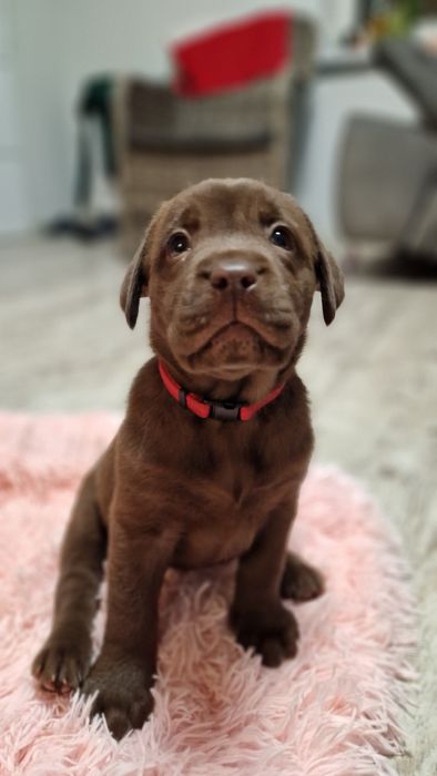 Labrador retriever szczeniaki z rodowodem