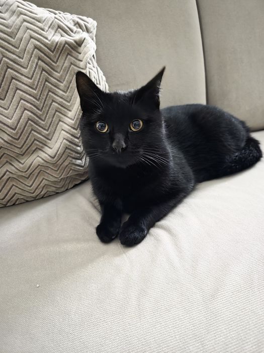 Kotek do adopcji