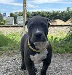American Bully XL, bardzo duża głowa
