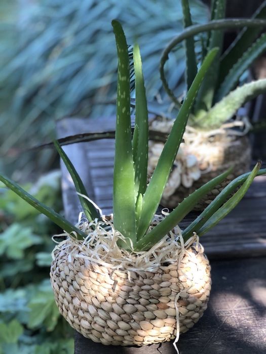 Алоє - вера , плетені кашпо
