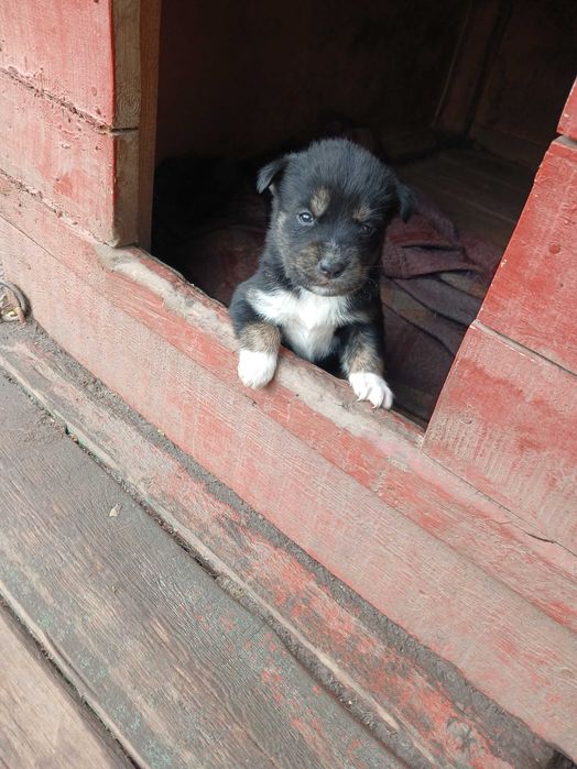 Віддам у добрі руки цуценята