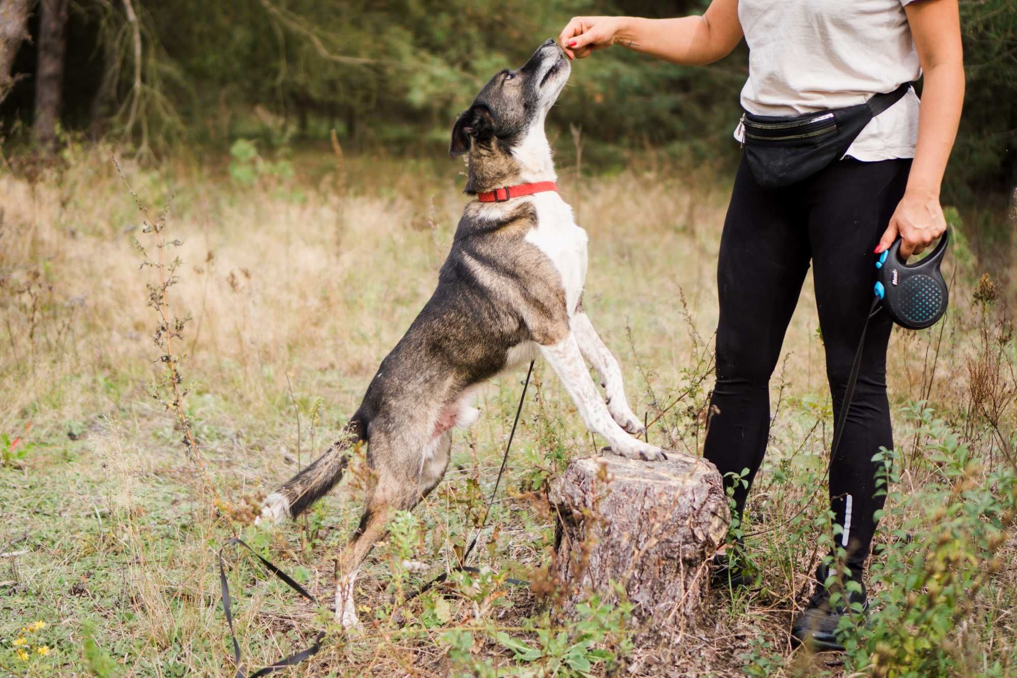 10 letni Salto do adopcji!