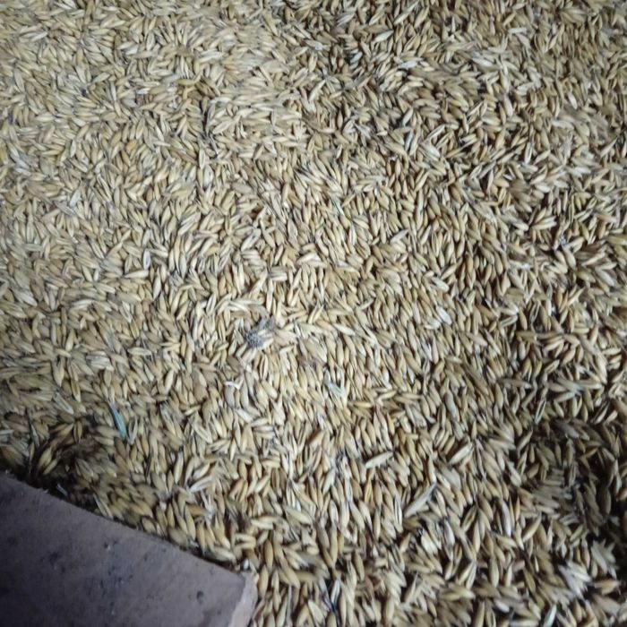 Sprzedam owies czysty