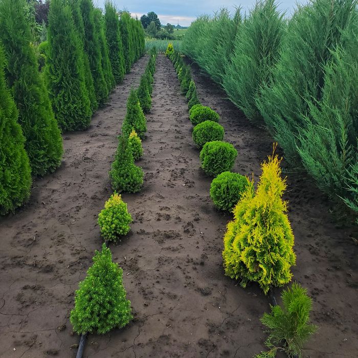 Туї смарагд, брабант, даніка, тедді, яливець, брю-арроу та інші