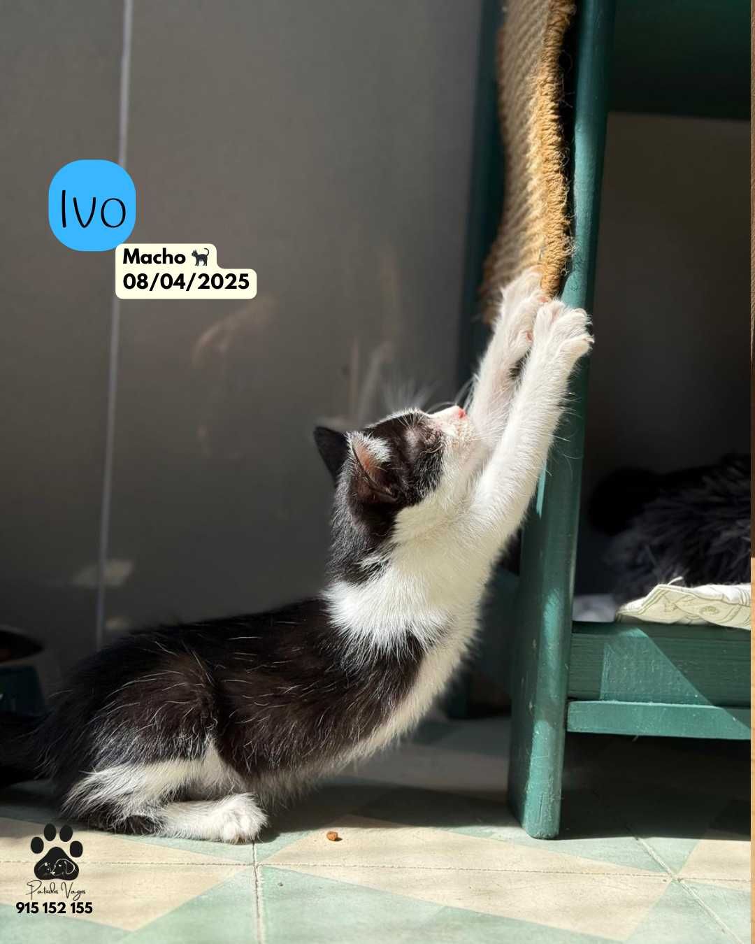 Gatinhos para adoção