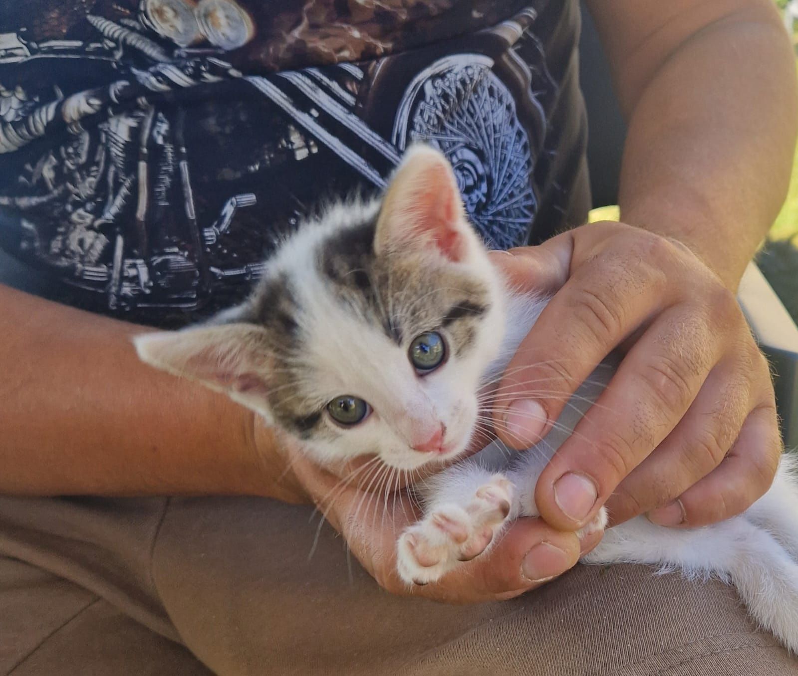 Kotek do adopcji