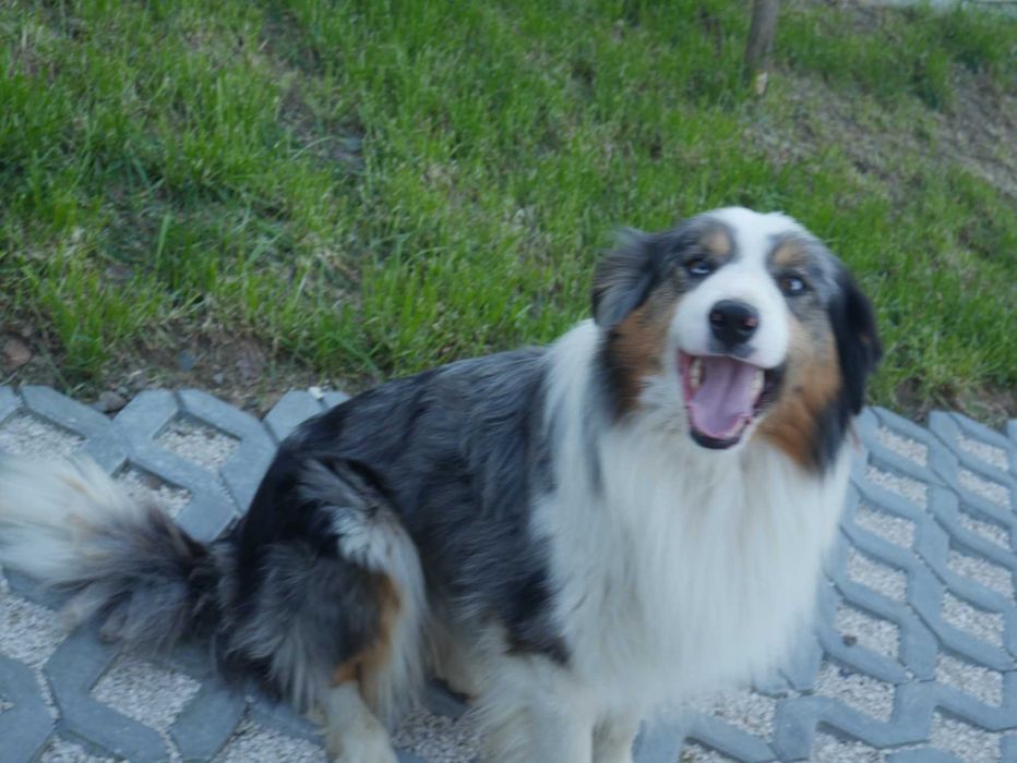 Border Collie Blue Merle