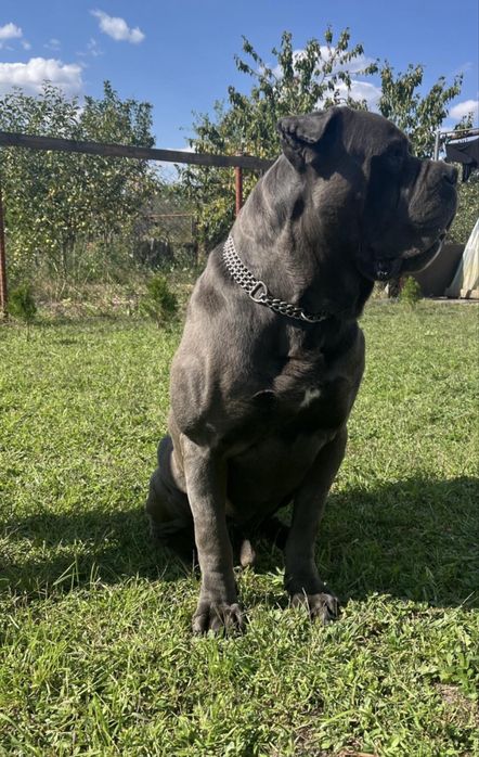 Вязка! Кане корсе