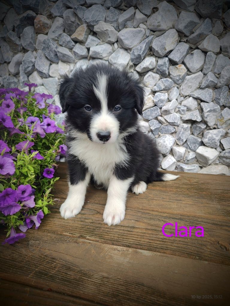 Border collie śliczna suczka, przebadani rodzice