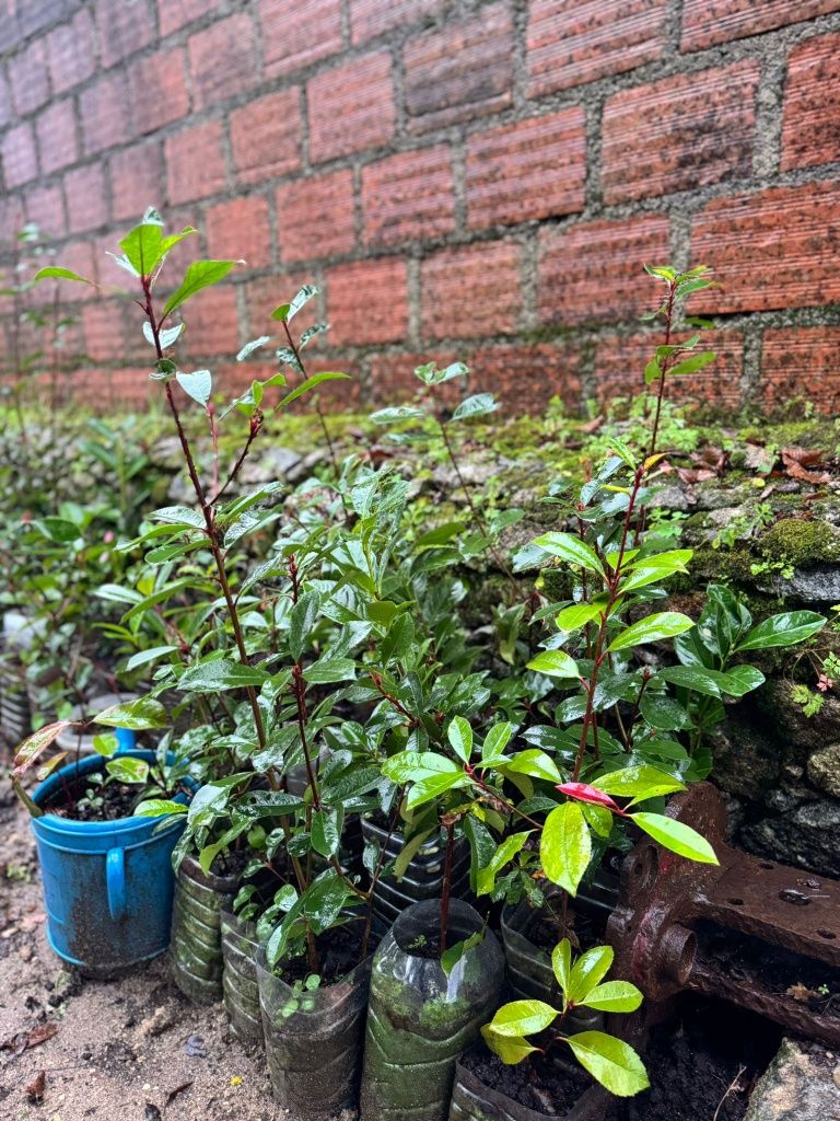 Photinias para sebes