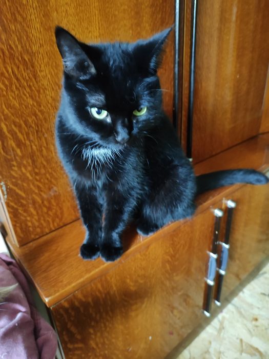 Бесплатно отдаётся в хорошие руки кошечка