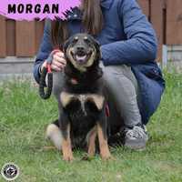 Morgan - młoda suczka szuka domu