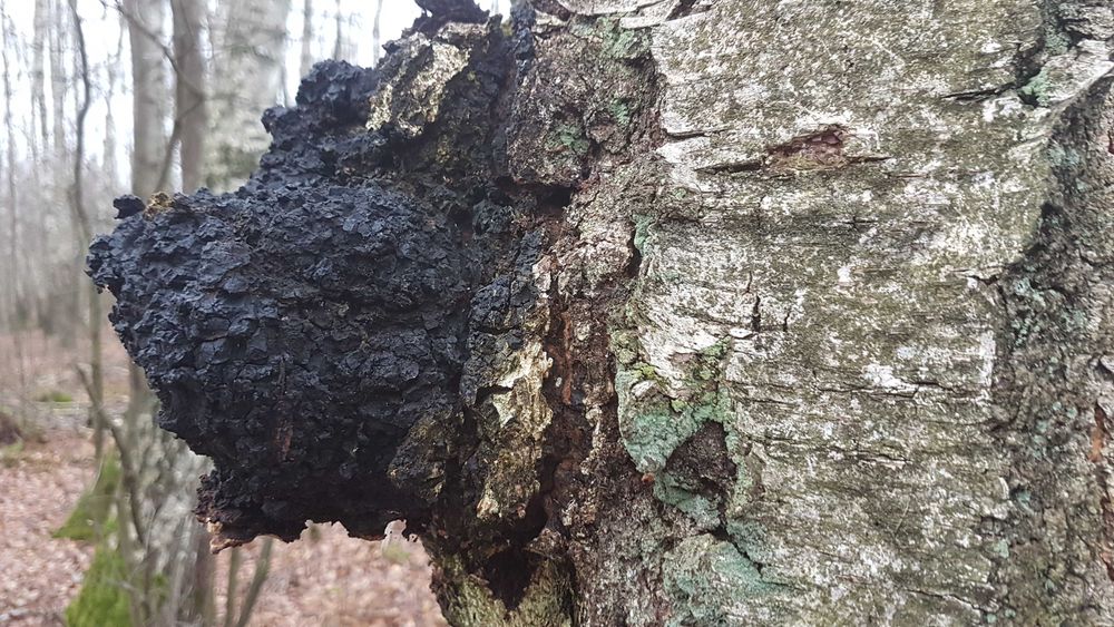 Czaga błyskoporek podkorowy huba brzozowa guz brzozy świeży 1 kg