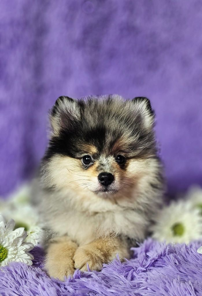 Szpic miniaturowy pomeranian blue merle & tan