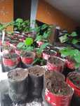 Plantas de Anonas cruzadas Atemoia.