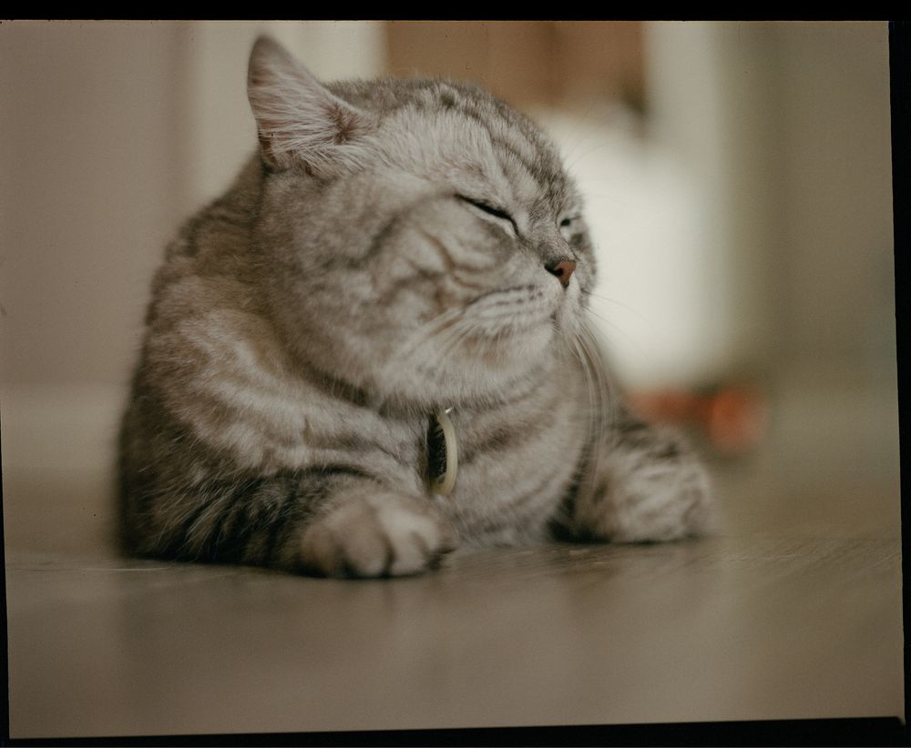 Bronica EC with Zenzanon MC 80mm f2.4 (дуже рідкісний обʼєктив)