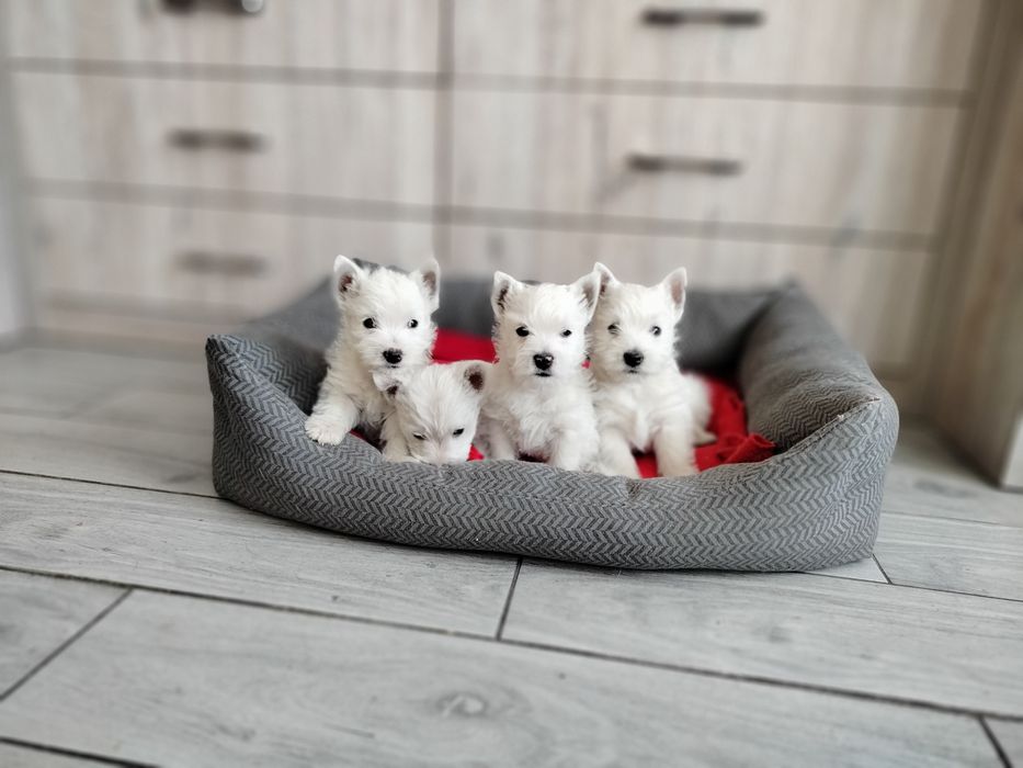 Śliczne szczenię -West Highlights White Terrier