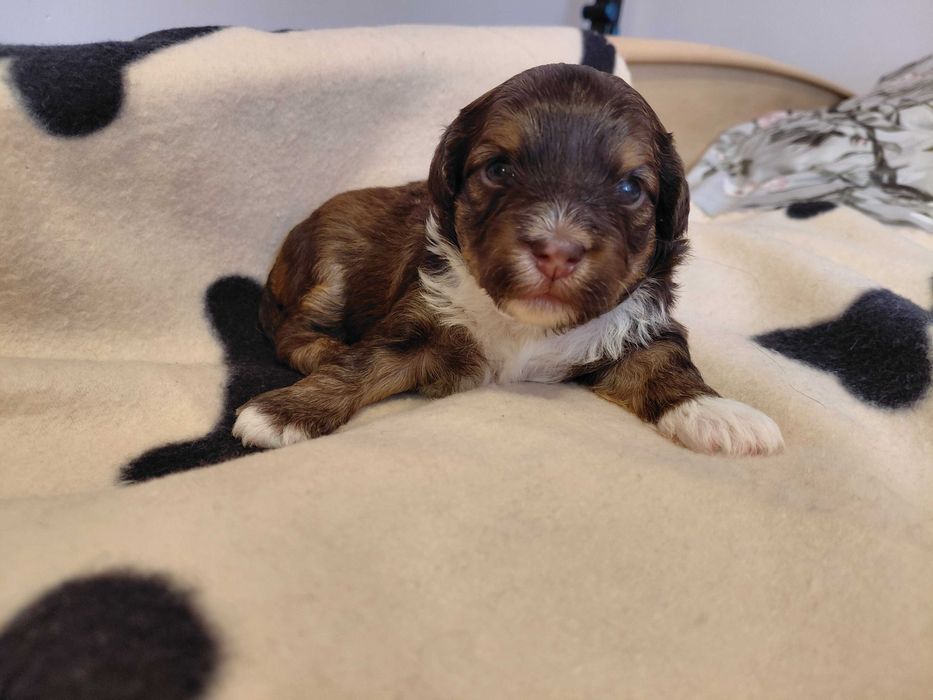 Śliczna Hawanka COCO :)