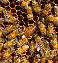 MEDA, ANATOLICA matki pszczele unasiennione odkłady wysyłka 2023