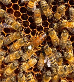 MEDA, ANATOLICA matki pszczele unasiennione odkłady wysyłka 2024