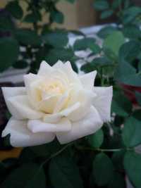 Роза белая, комнатные цветы и растения троянда
