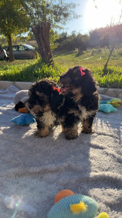 Caniche lindissima menina