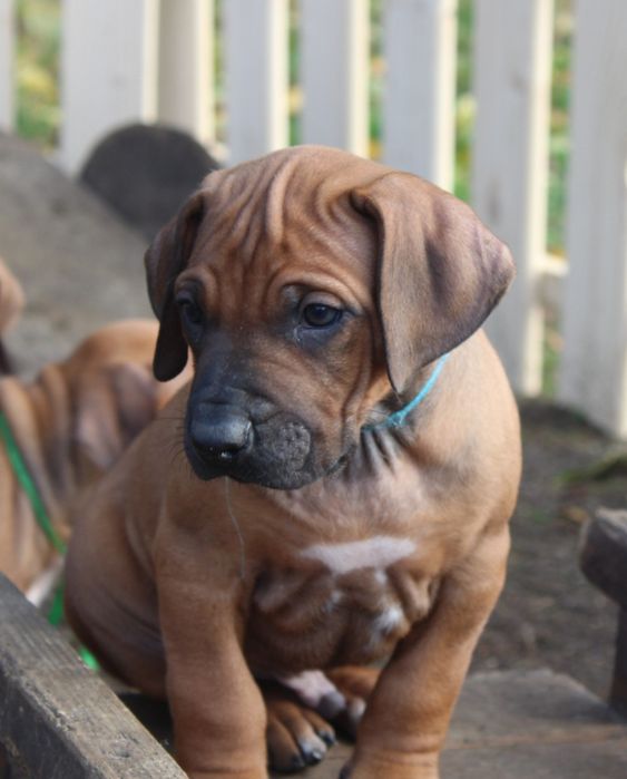 Rhodesian Ridgeback-piesek