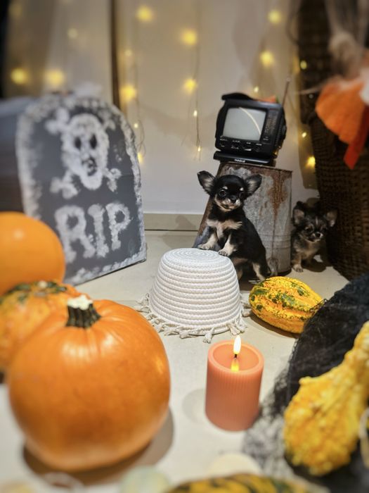 Chihuahua Długowłosa dziewczynka *ZKwP FCI*