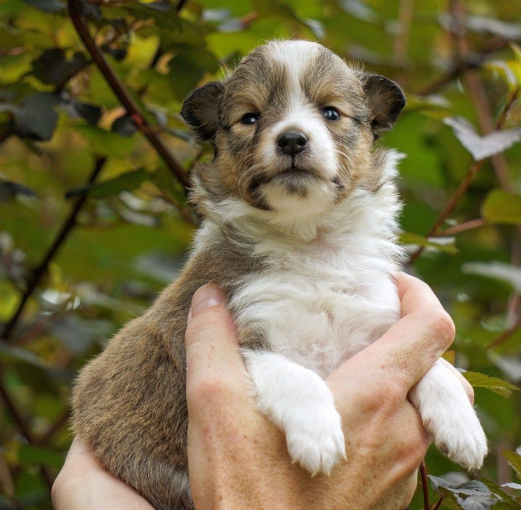 Owczarek szetlandzki sheltie suczka śniada