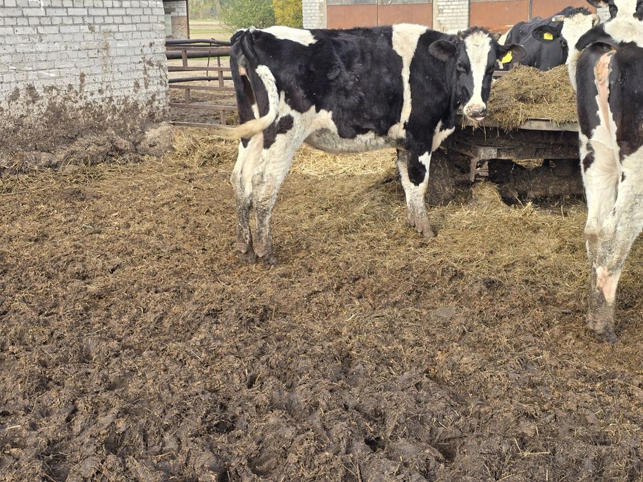 Jalówki do zacielenia