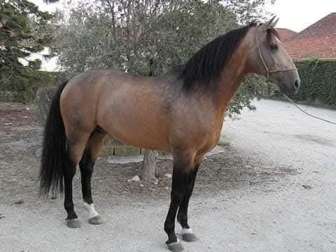 Cobrições garanhão PSL RR*