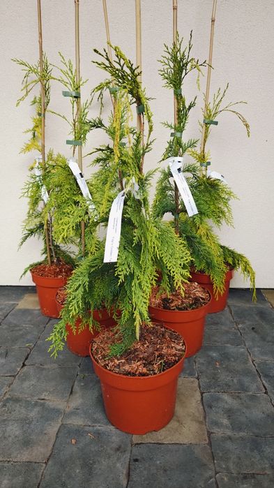 Японські клени, сосни, нівакі, магнолії