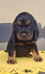 cocker spaniel angielski  suczka czarno złota