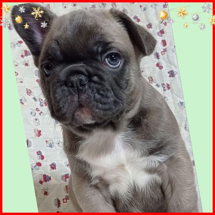 Чарівні бульдожата