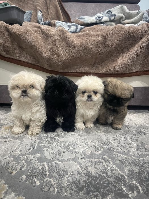 Pekińczyk sliczna suczka