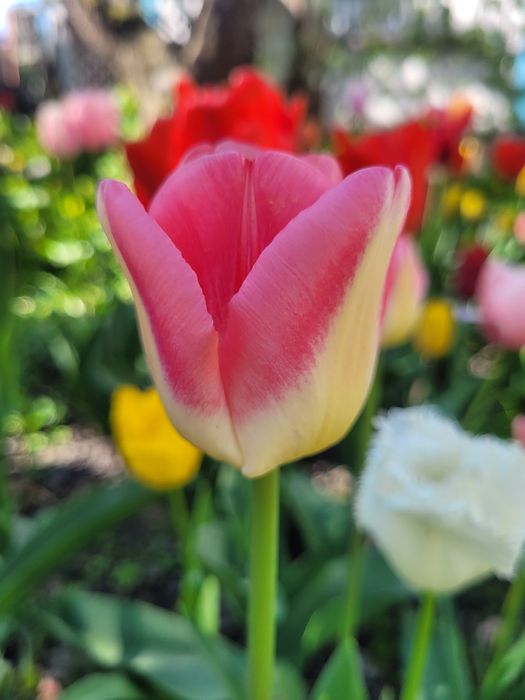 Цибулини  тюльпанів  від 2грн до7грн