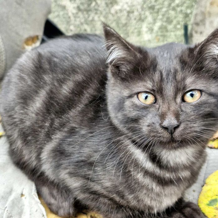 Три гарнющі котики.Дуже лагідні,та гарні