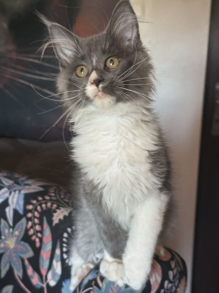Kotka maine coon