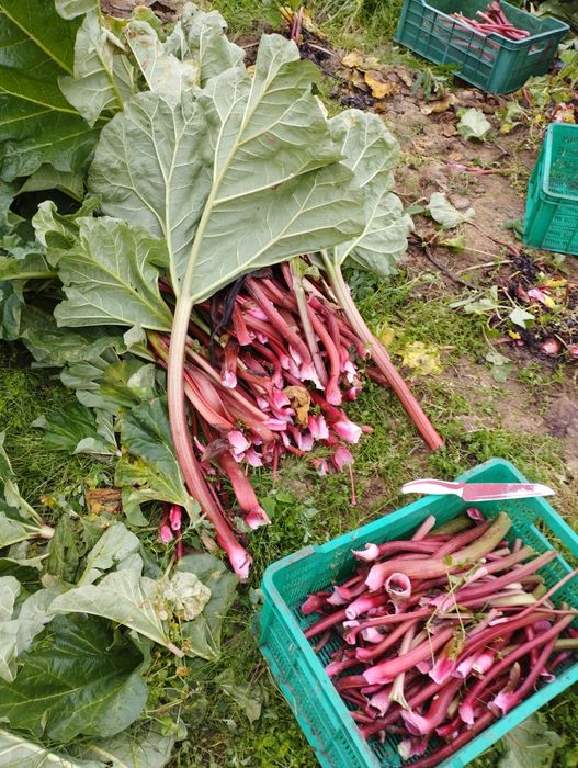 Karpy rabarbaru malinowego