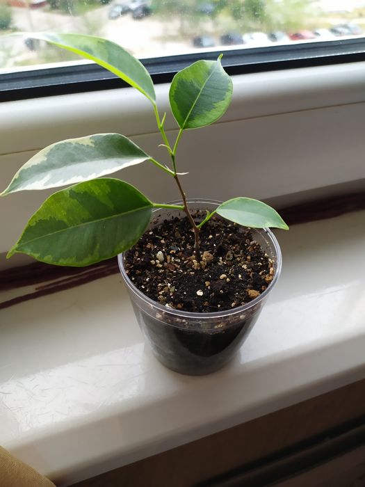 Фикус каучуконосный, бейлиз, бенджамина, рафидофора, сингониум