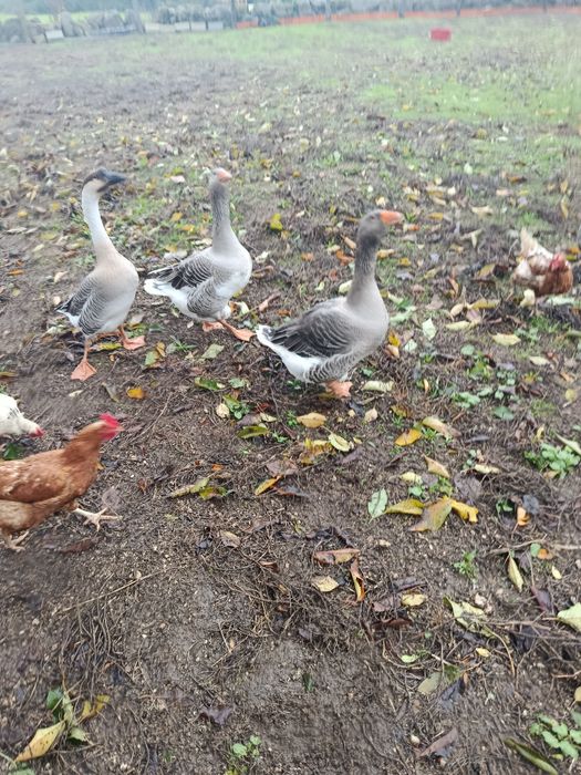 Para vender 3 gansos