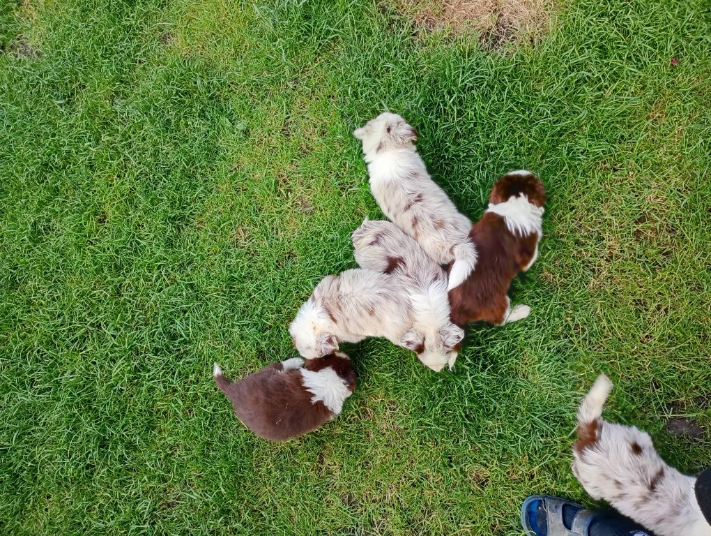 Border Collie red merle gotowe do odbioru