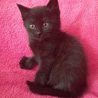 Кошечка черного цвета ищет дом