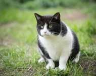 Kocurek Grubcio do adopcji!