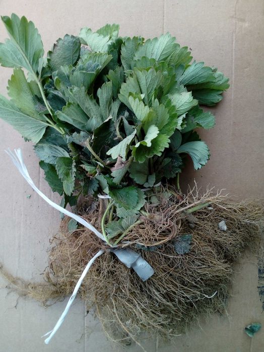 Kwalifikowane sadzonki truskawek różne odmiany