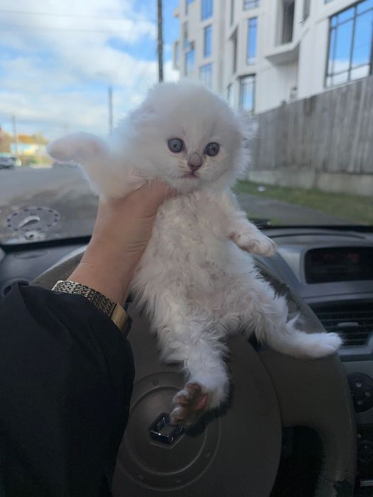 Дівчинка британська шиншила